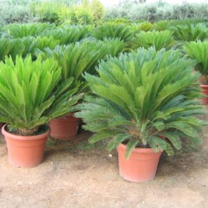 Cycas
