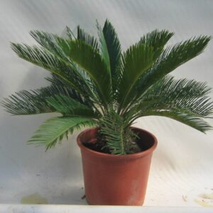 Cycas