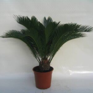 Cycas