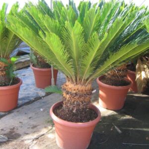 Cycas