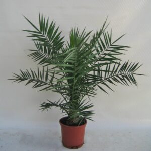 Phoenix Canariensis