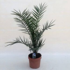 Phoenix Canariensis