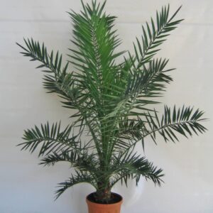 Phoenix Canariensis