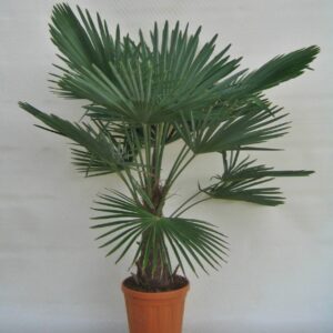 Trachycarpus Fortunei