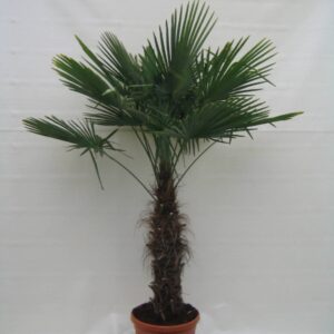 Trachycarpus Fortunei
