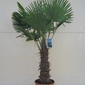 Trachycarpus Fortunei