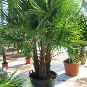 Trachycarpus Fortunei