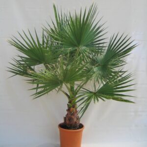 Washingtonia