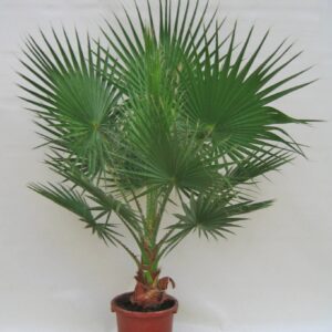 Washingtonia