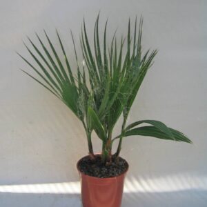Washingtonia