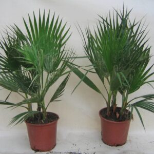 Washingtonia